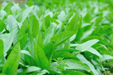 Bahçe Yeşil choy Özetle