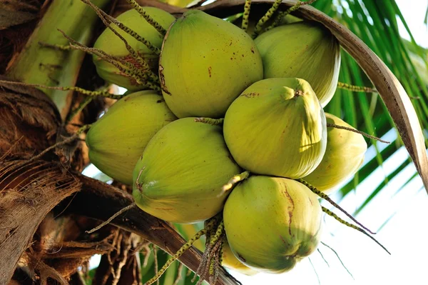 Palmera de coco — Foto de Stock