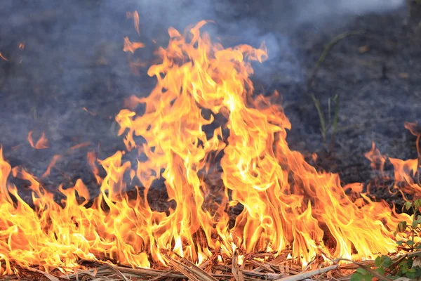 Spalanie trawy suchej — Zdjęcie stockowe