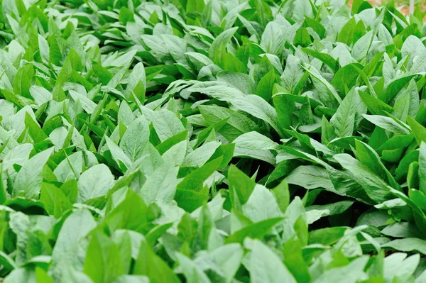 Grüne Choy Sum im Garten — Stockfoto