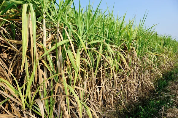 Сахарный тростник в поле — стоковое фото