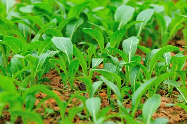 Choy soma verde no jardim — Fotografia de Stock