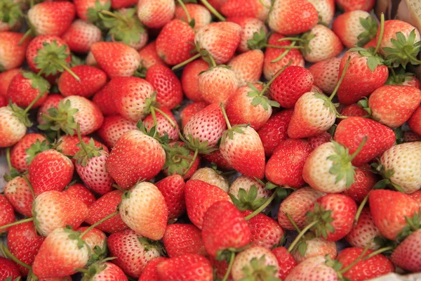 Fresas frescas maduras — Foto de Stock