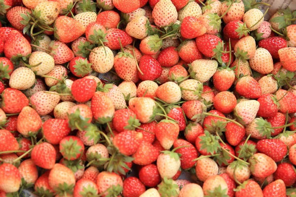 Fresas frescas maduras — Foto de Stock