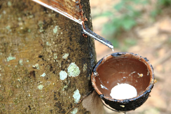 Молоко из каучука
