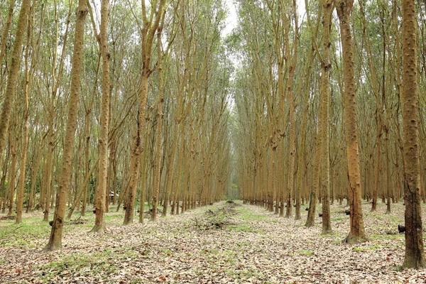 Linha de árvores de borracha — Fotografia de Stock