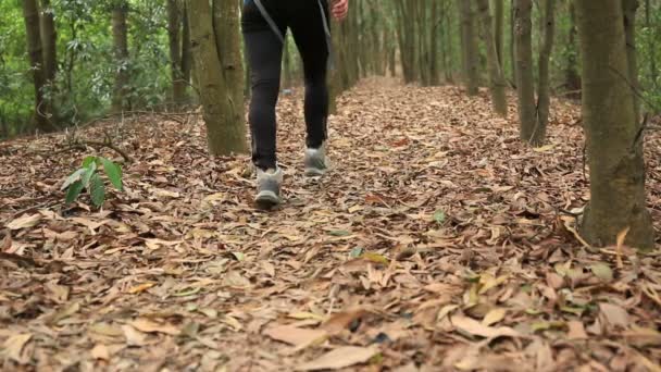 Mujer senderismo en el bosque — Vídeos de Stock