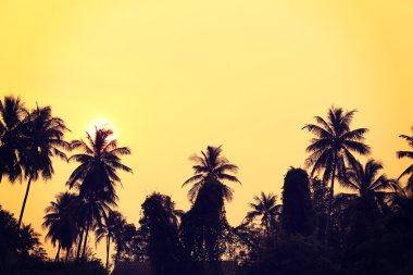 Palmiye ağaçları siluetleri