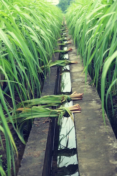 Sockerrör växter på fältet — Stockfoto