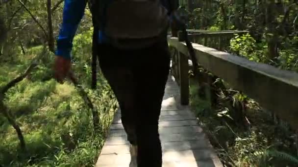 Vrouwelijke wandelen in de bossen — Stockvideo