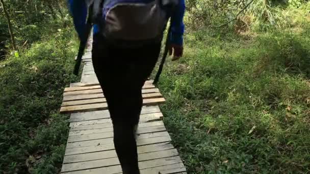 Mulher caminhadas na floresta — Vídeo de Stock