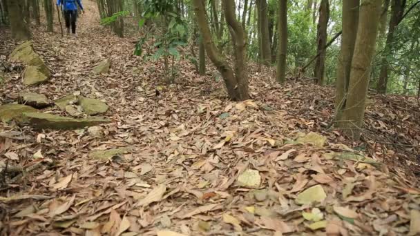 Nő túrázás az erdőben — Stock videók