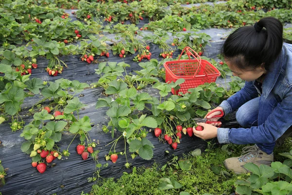 Giovane donna raccolta di fragole — Foto Stock