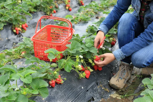 Récolte femelle fraise — Photo