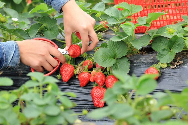 Récolte femelle fraise — Photo