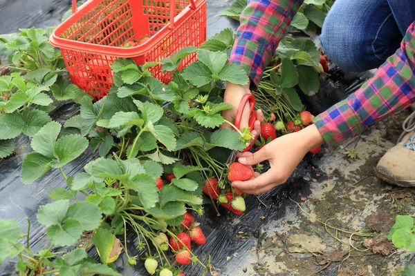 女性收获草莓 — 图库照片