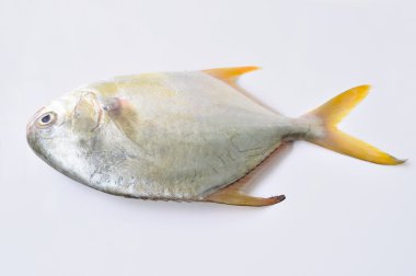 Beyaz üzerine taze butterfish