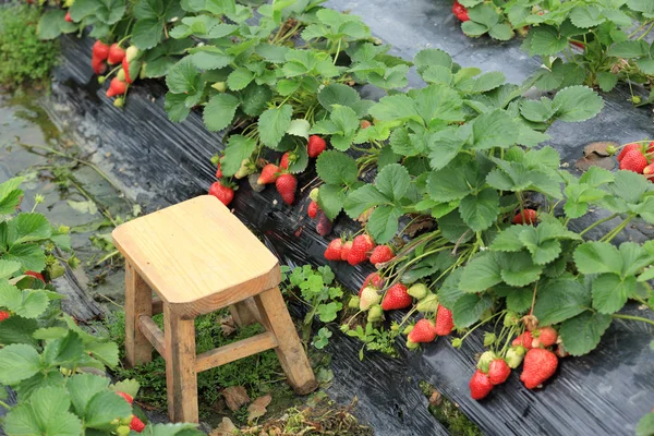 Reife Erdbeere im Garten — Stockfoto