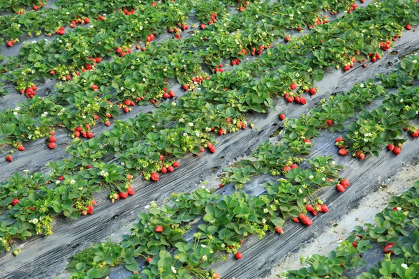 Rijpe rode aardbei — Stockfoto