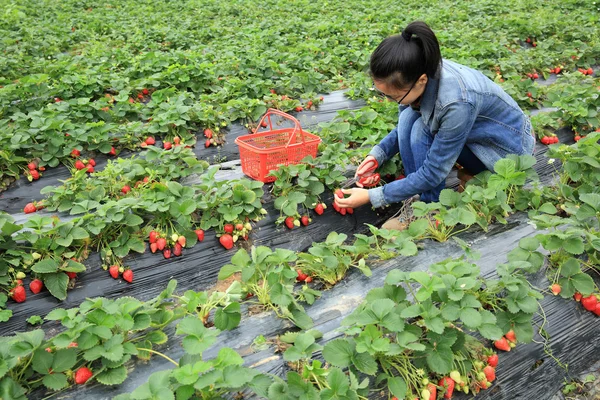 Mujer joven cosechando fresa — Foto de Stock