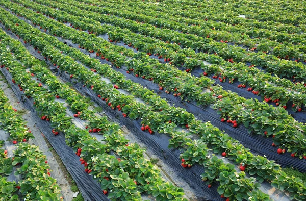 Reife rote Erdbeere — Stockfoto