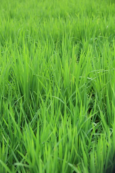 Örat av ris i paddy — Stockfoto