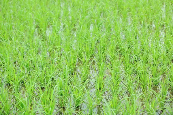 Ear of rice in paddy — Stock Photo, Image