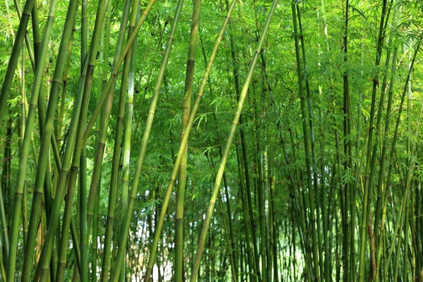 Зелений Бамбукові дерева — стокове фото
