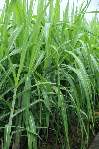 Green sugarcane plants — Stock Photo, Image