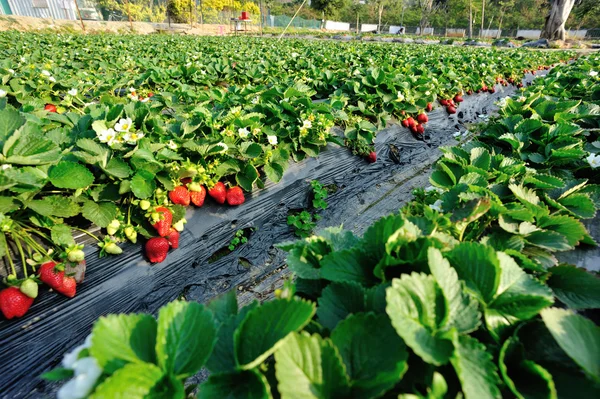 Fraise rouge mûre — Photo