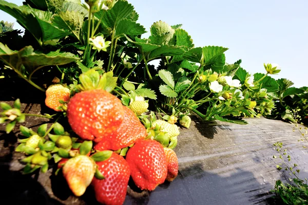 Rijpe rode aardbei — Stockfoto