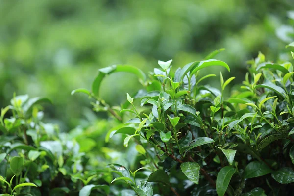 Groene thee bladeren — Stockfoto