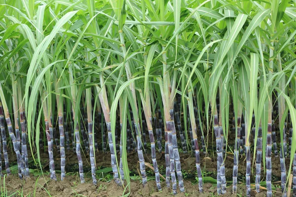 在田间生长的甘蔗植物数排 — 图库照片