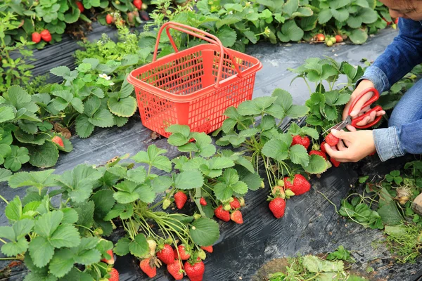 Vrouwelijke oogsten aardbei — Stockfoto