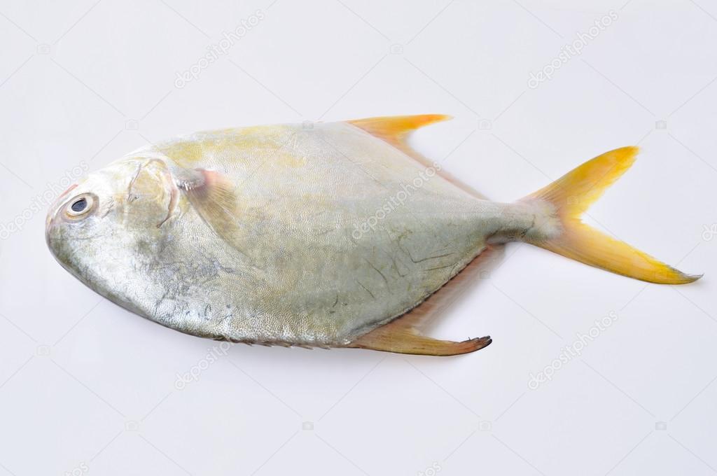 Fresh butterfish on white Stock Photo by ©lzf 70917501