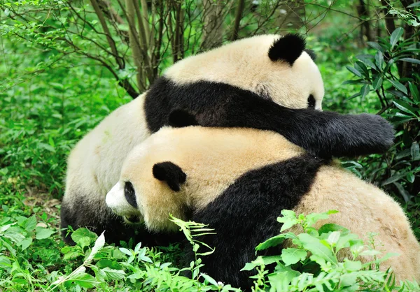 Bonitos osos panda —  Fotos de Stock