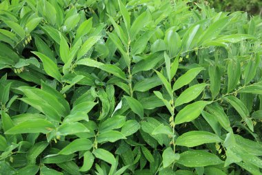 Mührüsüleyman odoratum bitkiler