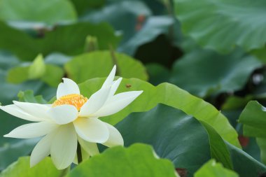 çiçek açan lotus çiçeği