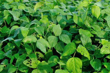 Soya bitki olmayacak alan