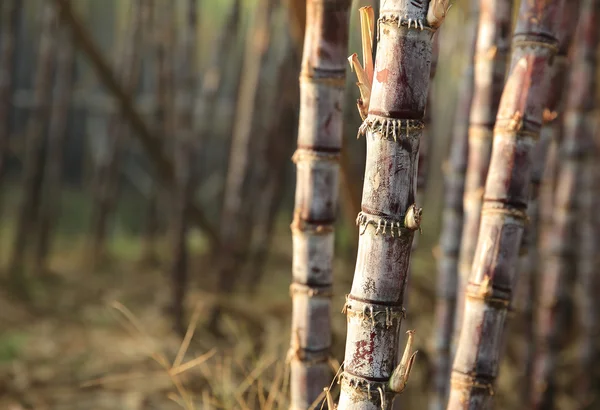 Rangées Plants Canne Sucre Poussant Champ — Photo