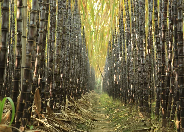 フィールドでのサトウキビの植物 — ストック写真