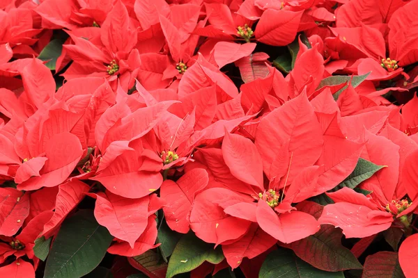 Poinsettia Fleurs de Noël — Photo