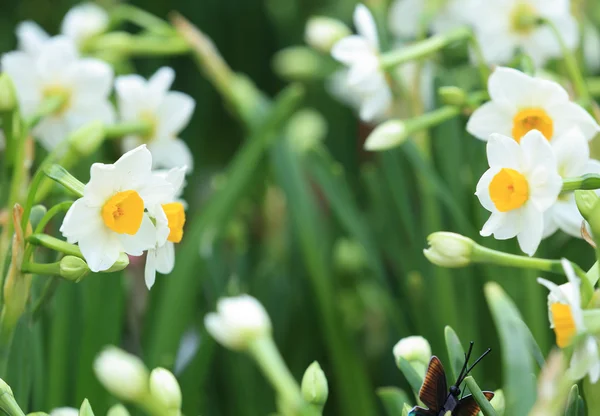Beyaz nergis çiçekleri — Stok fotoğraf