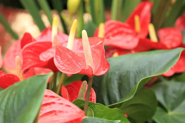 Flores vermelhas de antúrio — Fotografia de Stock