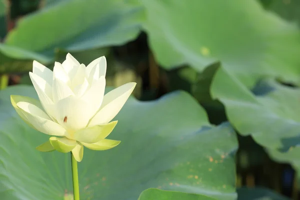 Blühende Lotusblume — Stockfoto