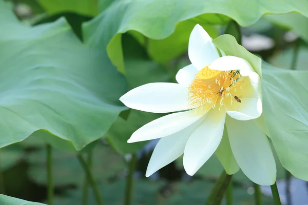 Schöne Lotusblume Blüht Teich — Stockfoto