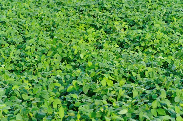 Plantas de soja em campo — Fotografia de Stock