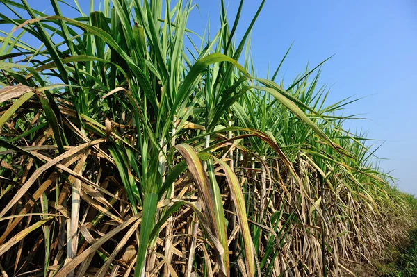 Plantas de caña de azúcar en campo —  Fotos de Stock
