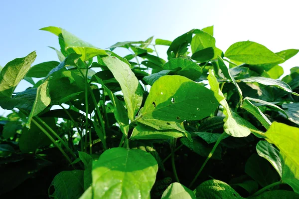 Plantas de soja em campo — Fotografia de Stock