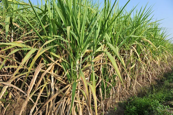 Sugarcane plants in field — Stock Photo, Image